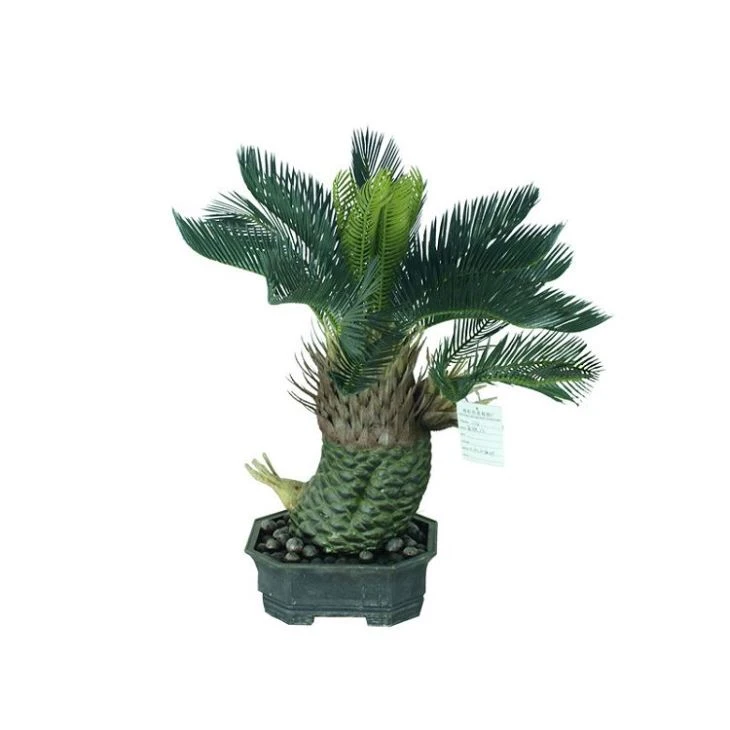 Silk Sago Cycas Tree