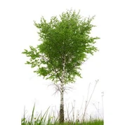 Umjetni Bijeli papir breza stablo