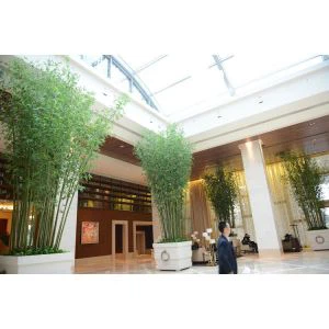 Visoki umjetni bambus drvo