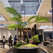 Umjetna Cyathea Cooperi